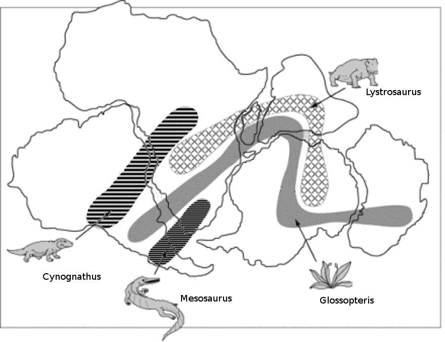 Wegener-Continental Drift-Fossils