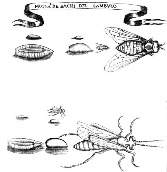 Redi, Maggots and flies
